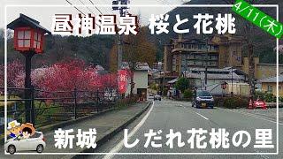 【昼神温泉】花桃の状況は？411撮影。新城のしだれ花桃の里も訪問500本のしだれ花桃が見事でした。