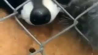 Racoon finely gets his tacos D