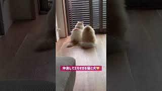 仲良しすぎて後ろ姿がそっくりになった猫と犬 #cat #ねこ #ポメラニアン