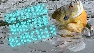 Catching GIANT Bluegill NONSTOP Action