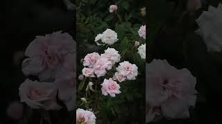 Spray Cecile Brunner - rose - rosa - rosier  - roses - rosal #rosa