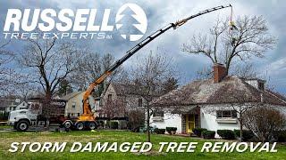 Removing a Decayed Thunderstorm Damaged Tree