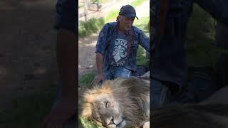 He definitely jinxed himself  #ytshorts #shorts #tigerking #bigcat #lion #beastly #animals