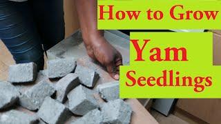 How to Grow Yams in Bags. How to Grow Yam Seedlings #yam #yamminisettmethod #gardeningadvice