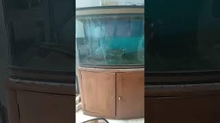 Persiapan memindahkan ikan gabus Toman dari aquarium ke Kolam.