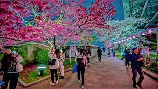 Japan Tokyo Sumida Cherry Blossom Festival Night Walk • 4K HDR