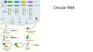 Circular RNA Basics #Code 247