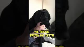 Labrador Brushes Teeth For The First Time   #shorts