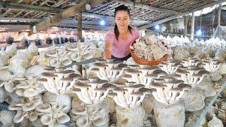 Harvesting Oyster Mushroom Goes To Market Sell - Cook Food For Pig Chicken Duck  Free Bushcraft