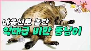 大자로 눕는 고양이는 처음 봤어요 사냥 본능을 잃고 매일 눕고 먹기만? 8.6kg까지 찐 뱅갈 고양이를 보고 놀란 냐옹신│#왜그러냥귀엽개