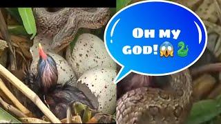 Snake attack eating a baby bird @FreeDocumentaryNature #snakeattak #snake