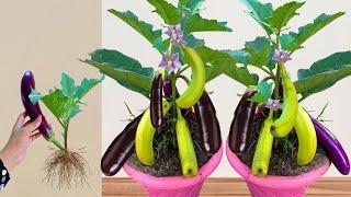 Unique Technique Grafting eggplant With Banana Gets Amazing Fruit