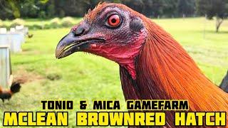 MCLEAN BROWNRED HATCH - TONIO & MICA GAMEFARM