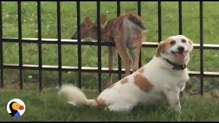 Good Dog Waits With Stuck Baby Deer Until Hes Free  The Dodo