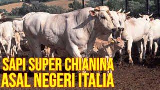 Ras Sapi Tertua Dan Terbesar Chianina Asal Negeri Italia