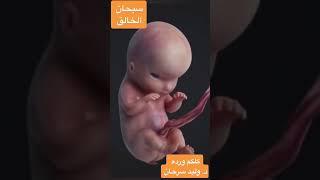 سبحانك ياخالق ابدعت في خلقك يالله