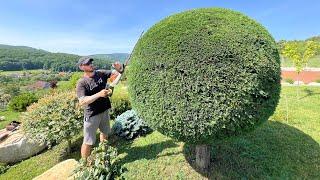 Hedge trimming with Stihl Hsa 94 R and Stihl HLA 86 telescoping trimmer .