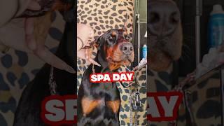 Every dog should have a “spa day”. Mobil groomer @canine_spaw Videography @themilesmeyer