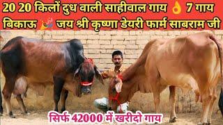 20 Letter Milk साहीवाल गाय  42000 से दाम शुरू  Top Class 7 Sahiwal Gadri Rathi Cow For Sale New