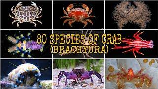 80 SPECIES OF CRAB Brachyura