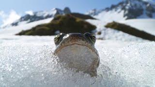 Frogs Race For Love  Planet Earth III  BBC Earth