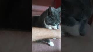 Cleaning Cat #short #cat #catlover #catvideos #catshorts #catvideo #meow #furry #paws #shortvideo