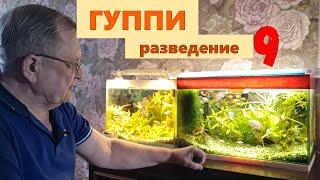 #9 Гуппи. Разведение селекция и уход     Аквариумистика с Геннадием Посейдонычем