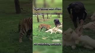 Tiger Saves Man From Attacking Leopard  Epic Save #animals #wildcats #save