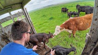 Cows and Calves head to Green Grass