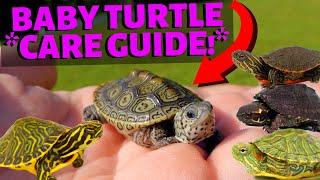 How To Care For A Baby Turtle - Most Species