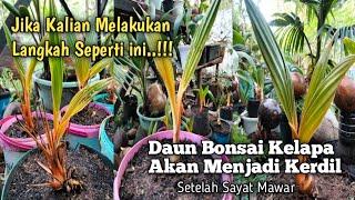 PERAWATAN SETELAH SAYAT MAWAR PADA BONSAI KELAPA