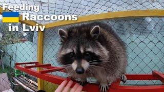 Raccoon House