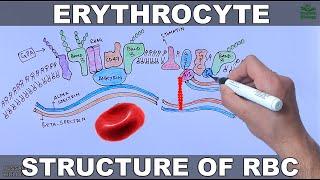 Erythrocytes  Structure and Diseases