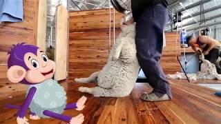 Curious Tots How wool is made into fabric - from farm to shearing shed to mill  Educational videos