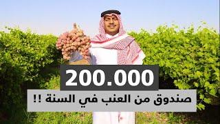 مزرعة تنتج قرابة 200.000 صندوق من العنب في السعودية 