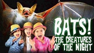 Bats for Kids  All About Bats  Bats The Creatures of The Night
