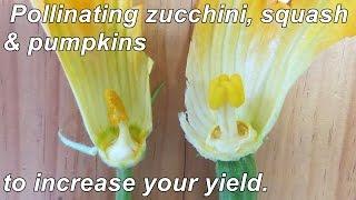 How to Hand Pollinate Zucchini Squash & Pumpkins to Increase your Yields