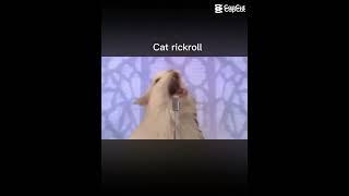 Cat #cat #rick #rickroll