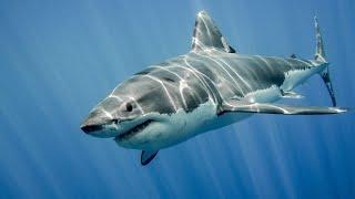 Акула Против Тунца  Shark vs Tuna  HD 