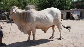 THE GREAT BRAHMAN BULL #amba#ambaguru#ambaamba#amba#cow#cowvideos#cowmandi#cattlefarming