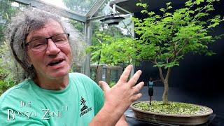 Pruning My Brazilian Rain Tree and Updates The Bonsai Zone June 2024