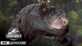 The Best Velociraptor Scenes in 4K HDR  Jurassic World