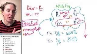 Mechanisms of Evolution 6- Gene flow