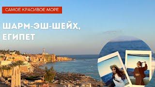Из Казахстана в Египет 2023  Royal Albatros Moderna  Дайвинг  Сафари  Farsha Cafe  Джордж Клуни