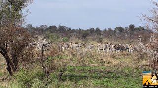 Zebra And Wildebeest Migration In Kruger National Park