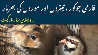 Chakoor  Black teetar  Dakhni Teetar  irani teetar birds Market Rawalpindi @zakirhussainshah6234