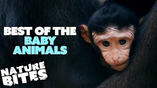 Best of the Baby Animals at Chester Zoo  The Secret Life of the Zoo  Nature Bites