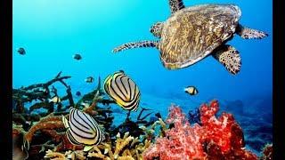 Wildlife of Australia - The Predators of Tropical Waters And Land Nat Geo