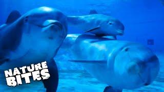 Incredible Dolphins Love Talking To Each Other  Animal Conversations  Nature Bites