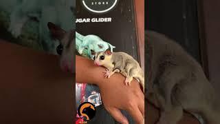 3 Ciri Sugar Glider Yang Sehat #2023 #sugarglider#fyp